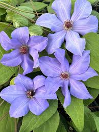 Image result for Clematis villosa