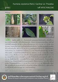 Image result for Hunteria zeylanica