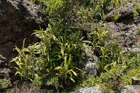 Image result for Oleandra distenta