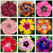 Hier gibt es keine abos oder sonstigen versteckten kosten. Hibiskus Mehr Als 5000 Angebote Fotos Preise Seite 5