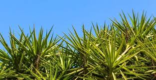 If you take this simple care advice to heart, your yucca palm is very likely to thrive. Yucca Elephantipes Indoor Plant Care 101