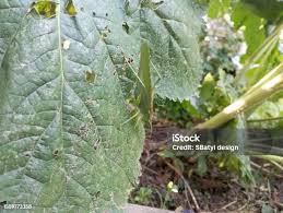 Image result for thrips damage on cucumber