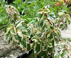 Image result for Syncolostemon