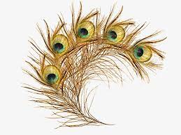 الريشة الذهبية peacock feathers peacock feather art peacock