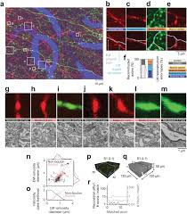 Maybe you would like to learn more about one of these? Fluoem Virtual Labeling Of Axons In Three Dimensional Electron Microscopy Data For Long Range Connectomics Elife