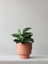 May 22, 2020 · there's no specific water to use for a philodendron birkin. 3jazwxmrpbxawm