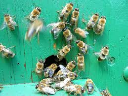 Actually they were developed in greece thousands of years ago a top bar hive, because it has a limited and fairly constant space, requires more frequent interventions to manage it well. The Beginner Hive Langstroth Or Top Bar Honey Bee Suite
