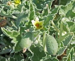 Image result for Trochomeria macrocarpa