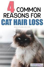 4 Common Reasons For Cat Hair Loss Cat Hair Loss Patchy Hair Loss Hair Loss