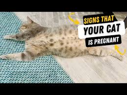 Cat Pregnancy: Everything You Need To Know | Purina