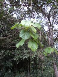 Image result for Chasmanthera dependens