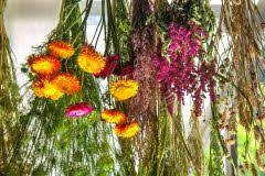 Diese wilde strohblumenart aus südeuropa haben wir hennes getauft, denn sie riecht nach ziegenbock. Strohblumenart Die Wichtigsten Sorten Und Ihre Anforderungen