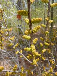 Image result for Myrica pilulifera