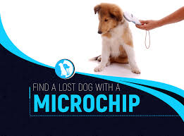 Many microchip registries claim to be free, but often end up charging for updates and transfers. How To Find A Lost Dog With A Microchip