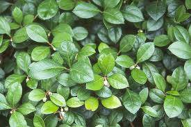 Image result for Galenia procumbens