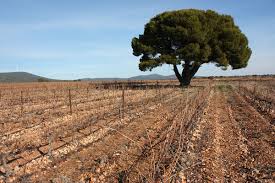 Самые новые твиты от juan roman requena (@juanromanrequen): Valencia Quentin Sadler S Wine Page