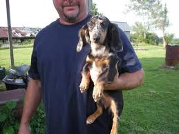 Maybe you would like to learn more about one of these? Akc Dachshund For Sale In Cullman Alabama Classified Americanlisted Com