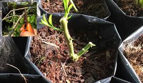 We did not find results for: Begini Caranya Nak Tanam Pokok Limau Purut Cara Simple Keluarga
