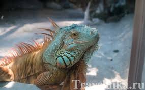 Tapi kalo dikonsumsi dengan cara oral, tetrahydrozoline punya potensi yang berdampak fatal apalagi kalo takaran tetesnya serampangan wahai kaum cewek yang doyan ngasih kode semoga kalian paham alangkah berbahayanya mitos cara membuat obat. Hal Yang Dapat Dilakukan Di Kota Ho Chi Minh Yang Seru Untuk Dilihat Di Kota Ho Chi Minh Kota Ho Chi Minh