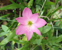 Pink flowers that grow from bulbs. What Is This Bulb With Pink Single Flowers And Glossy Strap Like Leaves Gardening Landscaping Stack Exchange