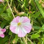 Image result for Convolvulus aschersonii