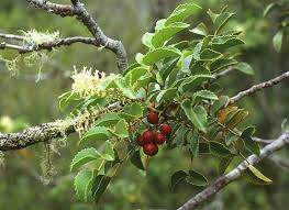 Image result for Grewia avellana