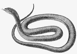 Check spelling or type a new query. Svg Royalty Free File Black Snake Psf Png Wikimedia Snake Drawing Transparent Background Transparent Png 3113x2260 Free Download On Nicepng