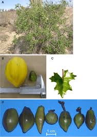 Image result for Vasconcellea pubescens