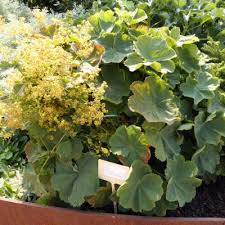 Image result for Alchemilla kiwuensis