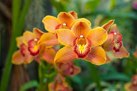 Come rinvasare la tua orchidea. Come Mantenere Le Orchidee In Appartamento Caramelline