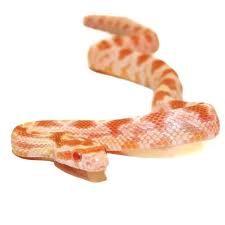 Bull & pine snakes boas corn snakes garter snakes king snakes milk snakes pythons rat snakes other snakes. Pantherophis Guttatus Corn Snake Reptilianostra