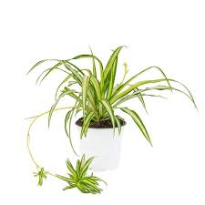 Image result for Chlorophytum pauper