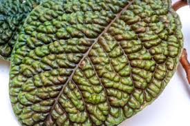 Image result for Ardisia staudtii