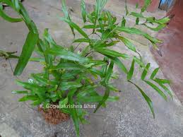 Image result for Lindsaea ensifolia
