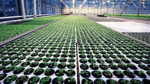 ما هو تكاثر النبات | Wikifarmer