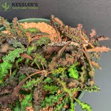 Image result for Euphorbia davyi