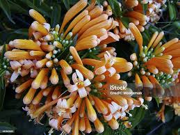 Image result for Pyrostegia