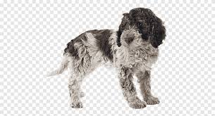 Check out all breeds of the puppies for sale. Lagotto Romagnolo Portuguese Water Dog Spanish Water Dog Golden Retriever Puppy Long Hair Dog Breeds Carnivoran Dog Like Mammal Png Pngegg