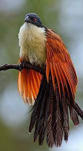 pin on bedazzling birds