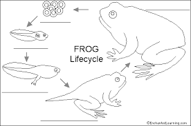 Label Frog Life Cycle Printout Enchantedlearning Com Lifecycle Of A Frog Life Cycles Life Cycles Kindergarten