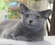 Available Russian Blue Kittens For Sale & Cats For Adoption