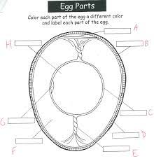 Label the horse's external anatomy on this printout. Parts Of The Egg Quiz Science Quiz Quizizz