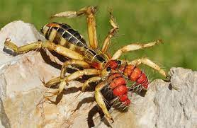 Another Miracle Of Nature Weird Insects Spider Unusual Animals