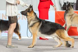 Maybe you would like to learn more about one of these? German Shepherd Dog Dog Breed Information