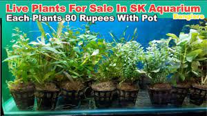 Aquarium Plant Low Cost Aquatic Plant Live Plant At Sk Aquarium Planted Aquarium Aquarium Accessories Live Plants