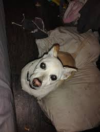 Lost and Found Pets of Ocala/Marion County Florida