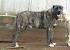 Anatolian Shepherd Lab Mix