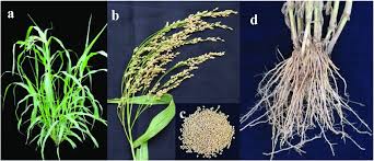 Image result for Panicum miliaceum