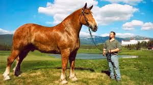 Clydesdale horses have coat colors of bay with white blaze (common), black, chestnut, gray, pinto, and roan. The Biggest Horses In The World Youtube