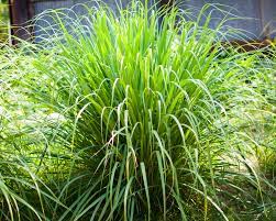 Maybe you would like to learn more about one of these? 10 Reasons To Grow Lemongrass No Matter Where You Live